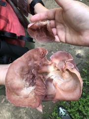 Auricularia fuscosuccinea
