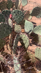 Opuntia macrocentra