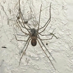Physocyclus globosus