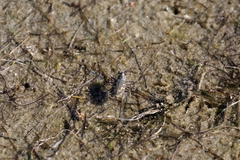 Cicindela repanda