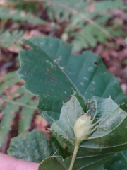 Dryocosmus kuriphilus