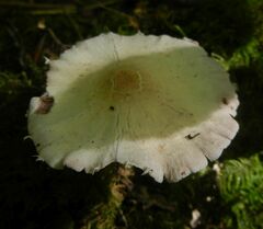 Candolleomyces