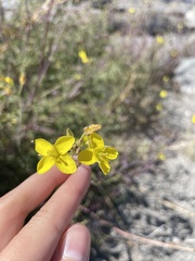 Diplotaxis tenuifolia