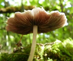 Candolleomyces