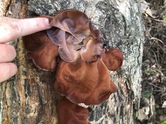 Auricularia fuscosuccinea