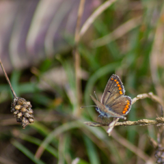 Aricia agestis