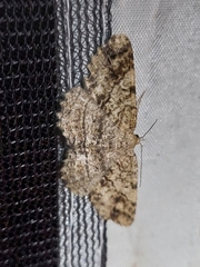 Melanolophia