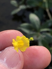 Utricularia striata