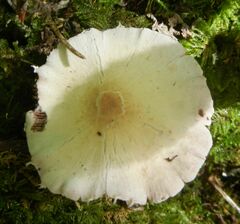 Candolleomyces