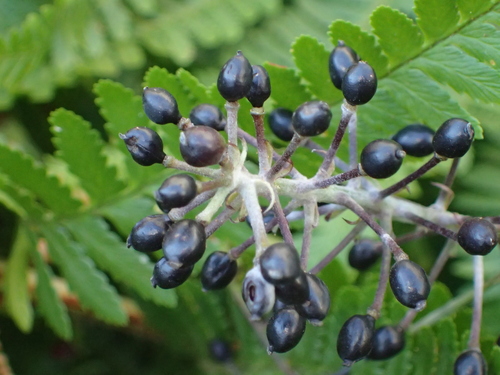 samorastlík klasnatý (Actaea spicata)