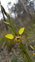 Diuris platichila