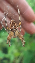Araneus diadematus