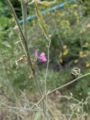 Althaea cannabina