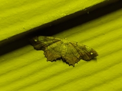 Hypagyrtis