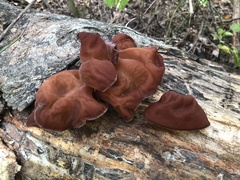 Auricularia fuscosuccinea