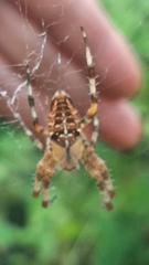 Araneus diadematus