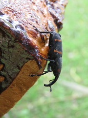 Cactophagus spinolae