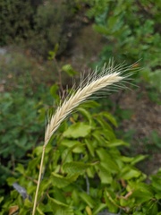Hordeum bulbosum