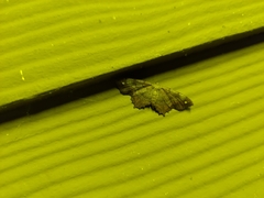 Hypagyrtis