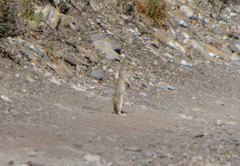 Ictidomys parvidens