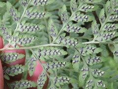 Athyriaceae