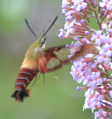 Hemaris thysbe