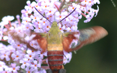 Hemaris thysbe