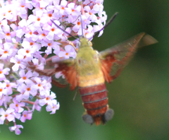 Hemaris thysbe