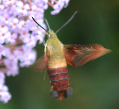 Hemaris thysbe