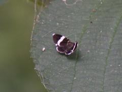 Trichodezia albovittata