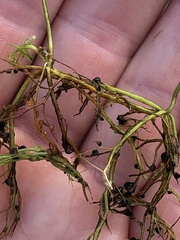 Utricularia striata