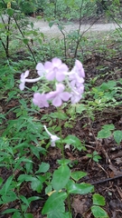Phlox divaricata