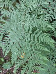 Athyriaceae