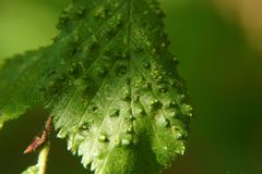 Aceria campestricola