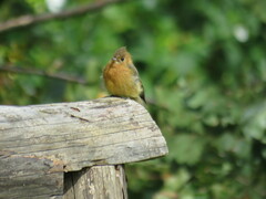 Mitrephanes phaeocercus