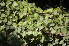 Vitis vulpina