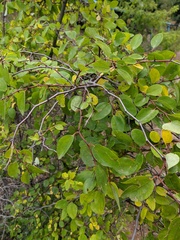 Paliurus spina-christi