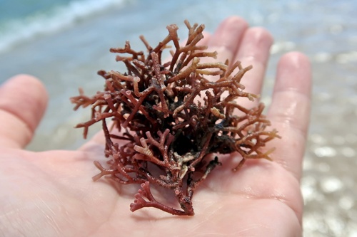 Galaxaura rugosa observed 2022-09-04