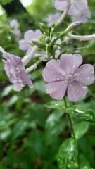 Phlox divaricata