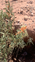 Sphaeralcea angustifolia