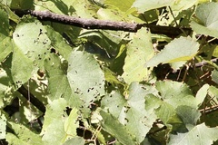 Vitis vulpina