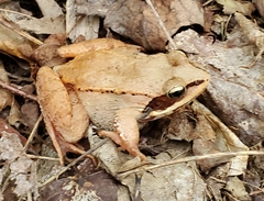 Lithobates sylvaticus image