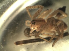 Micrommata virescens