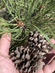 Pinus ponderosa