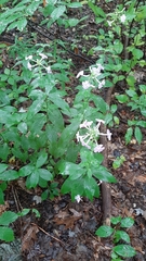 Phlox divaricata