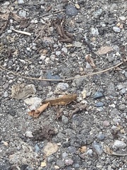 Dissosteira carolina