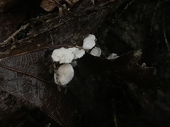 Marasmius capillaris