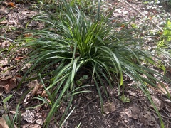 Liriope spicata
