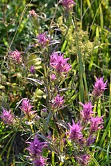 Melampyrum arvense