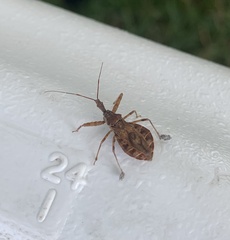 Acholla multispinosa